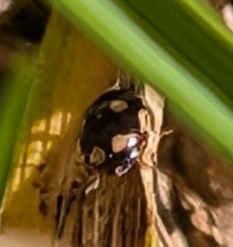 Sigil Lady Beetles
