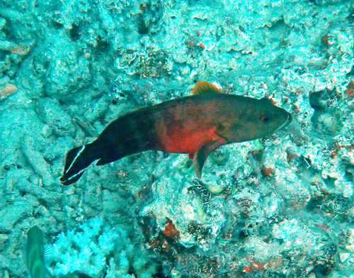 Cephalopholis urodeta observed 2026-10-20