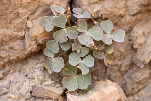 Oxalis brevis (Oxalis brevis)