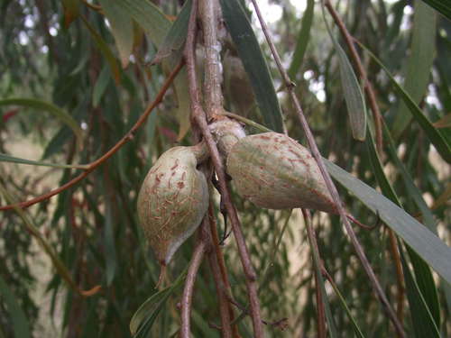 Image of Hakea laurina by (c) nadyakorinfsky, some rights reserved (CC BY)