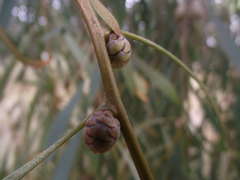 Hakea laurina
