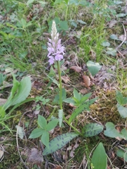 Dactylorhiza maculata