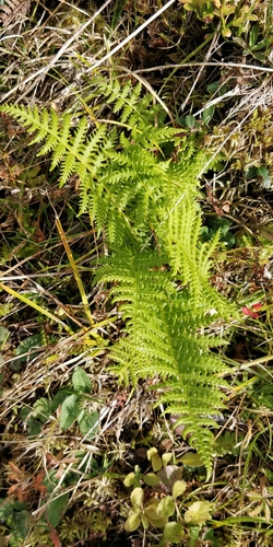 Oreopteris limbosperma observed 2026-10-20