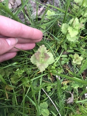 Glechoma hederacea