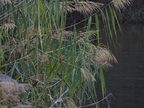 Common Kingfisher