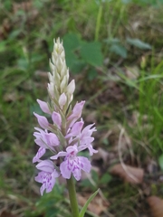 Dactylorhiza maculata