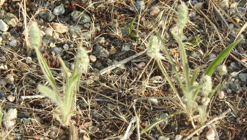 Woolly Plantain