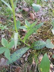 Dactylorhiza maculata