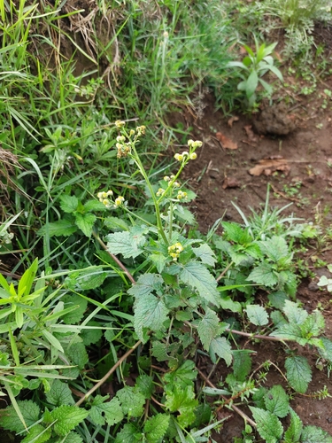Dichrocephala integrifolia observed 2026-10-21