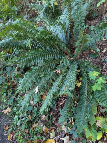 Polystichum braunii, 2026-10-21