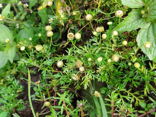 Cotula australis observed 2026-10-21