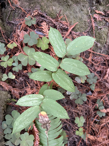Disporum observed 2026-10-20