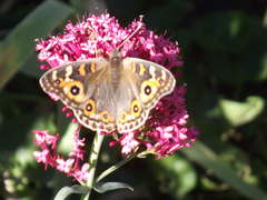Junonia villida calybe