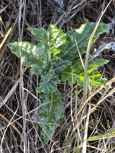 wavyleaf thistle