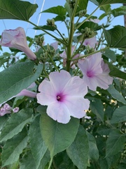 Ipomoea carnea