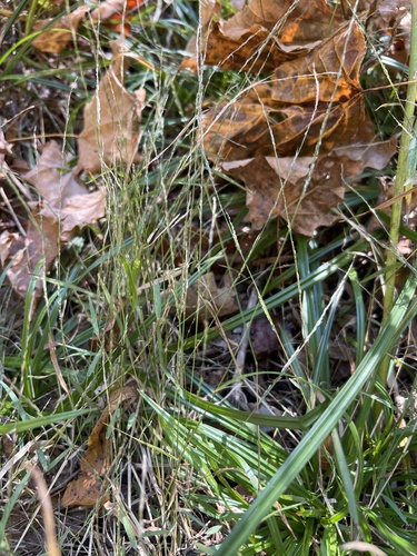 Muhlenbergia schreberi, 2026-10-21