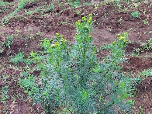 Tagetes minuta observed 2026-10-21