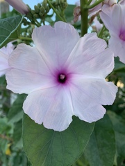 Ipomoea carnea