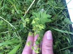 Alchemilla subcrenata