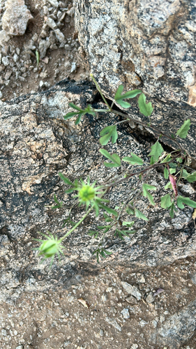 desert rosemallow
