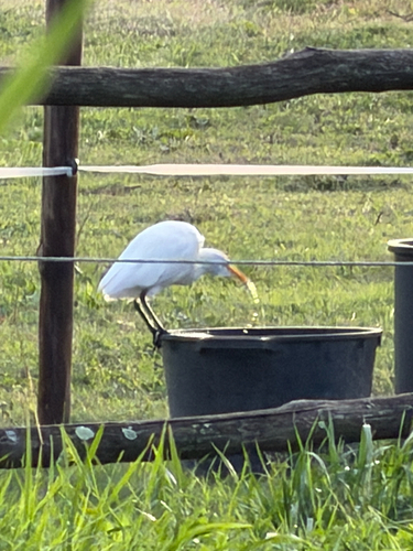 Western Cattle-Egret