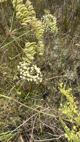 Tiedemannia filiformis, 2026-10-21