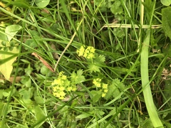 Alchemilla subcrenata