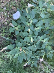 Datura innoxia