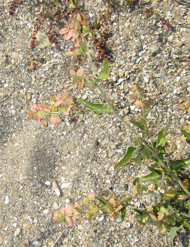 Atriplex aucheri (Atriplex aucheri)