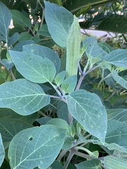 Datura innoxia