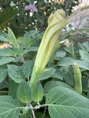 Datura innoxia