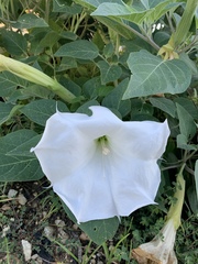Datura innoxia
