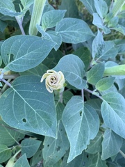 Datura innoxia