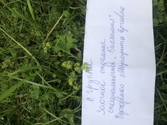 Alchemilla subcrenata