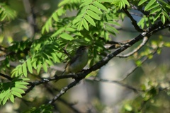 Acrocephalus scirpaceus