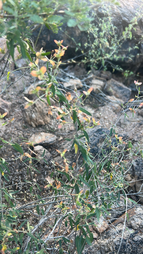 slender janusia
