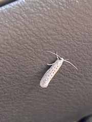 Yponomeuta multipunctella