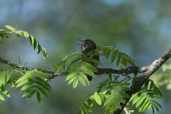 Acrocephalus scirpaceus