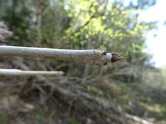 Fraxinus nigra image