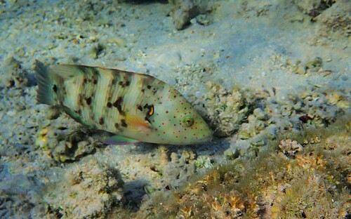 Cheilinus lunulatus observed 2026-10-21
