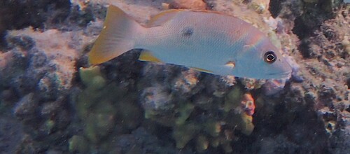Lutjanus monostigma observed 2026-10-21