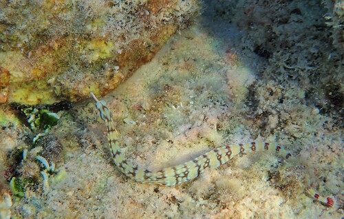Corythoichthys flavofasciatus observed 2026-10-21