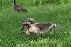 Branta canadensis