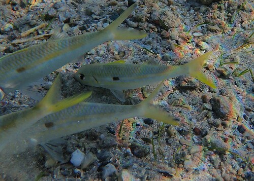 Mulloidichthys flavolineatus observed 2026-10-21