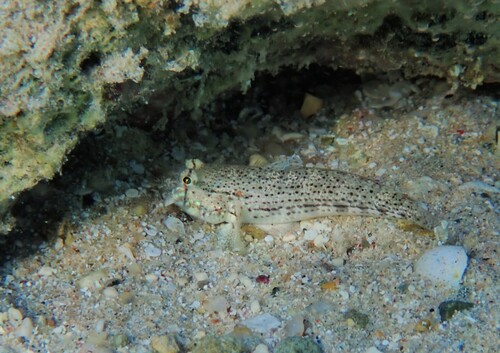 Gnatholepis anjerensis observed 2026-10-21