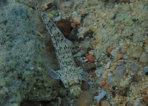 Istigobius ornatus observed 2026-10-21