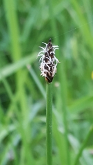 Eleocharis uniglumis