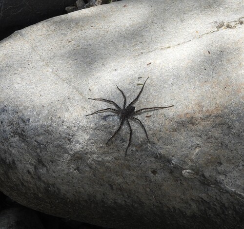 Selenops actophilus