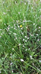 Eleocharis uniglumis