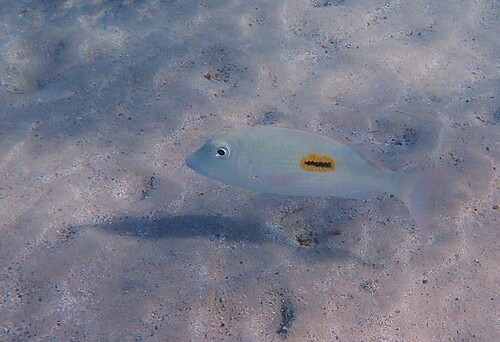 Lethrinus observed 2026-10-20